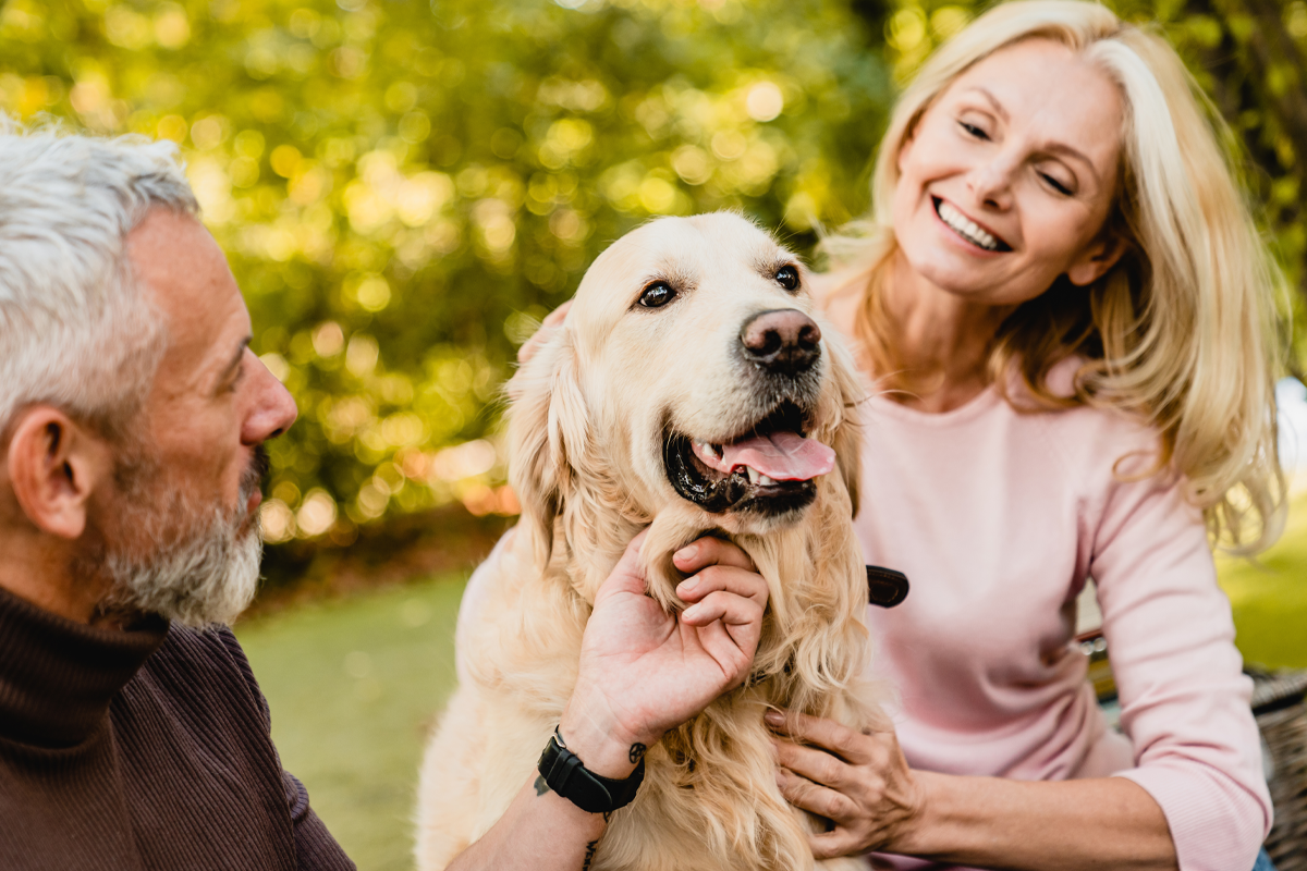 Older couple playing with labrador in the sunny garden